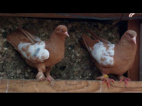 Видео: гонять дальше или убирать всех голубей ???