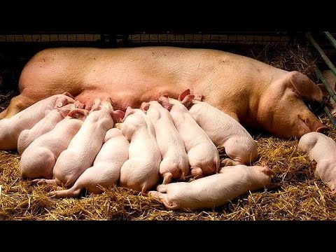 Видео: Чем кормлю свиноматок, содержу без фанатизма , мне нравится 🔴