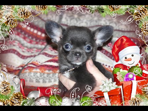 Видео: Обзор помёта от 12.10.20 ** ЩЕНКИ ЧИХУАХУА** У нас можно купить щенка Чихуа