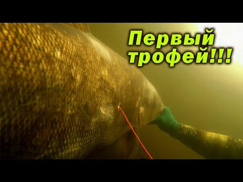 Видео: ЛУЧШЕЕ НАЧАЛО СЕЗОНА ПОДВОДНОЙ ОХОТЫ 2025!!! ОГРОМНЫЙ КАРП И ТОЛСТОЛОБИК!!!