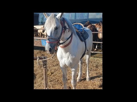 Видео: 24.06.2024. ЖЫЛҚЫ БАҒАЛАРЫ.