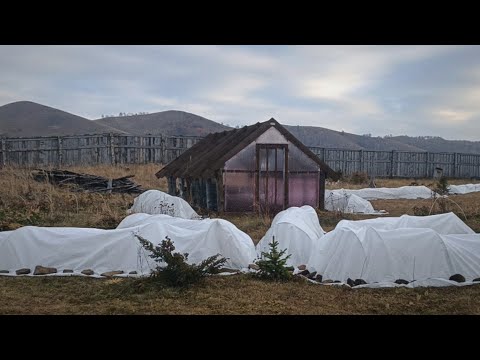 Видео: Осенние заботы: доделка теплицы, тюльпаны и укрытие роз
