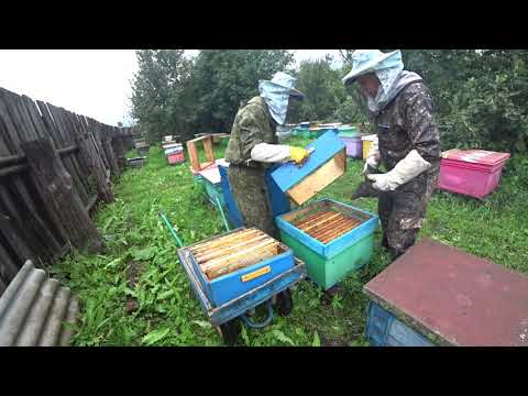 Видео: ПЧЕЛОСЕМЬЯ БЕЗ МАТКИ, ЗАЛИЛА ВСЕ РАМКИ МЁДОМ, КАКОВА ЕЁ ДАЛЬНЕЙШАЯ СУДЬБА