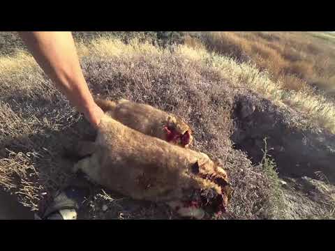 Видео: Охота на сурка в Волгоградской обл