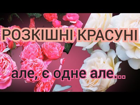 Видео: Троянди🌹Лін Рено і Чандос Бьюті - розкішні й щедрі♥️, але є недоліки... 