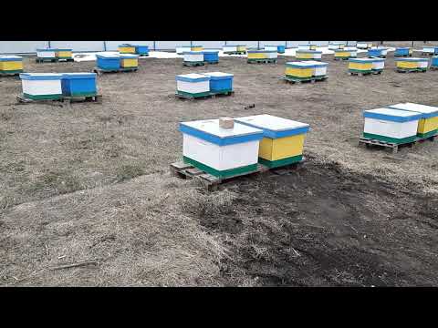 Видео: Карпатка - вынос из зимовника.