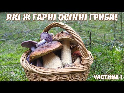 Видео: Які ж гарні гриби ростуть у жовтні! ОСІННІ ГРИБИ - частина 1.