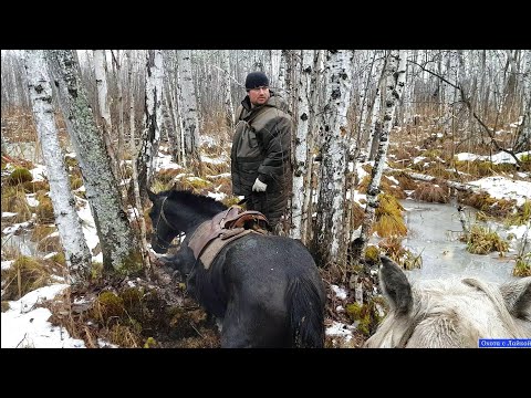 Видео: Охота на Лося