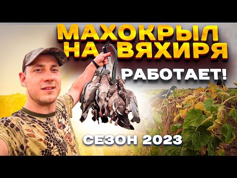 Видео: ФЕЕРИЧНАЯ ОХОТА НА ВЯХИРЯ. МАХОКРЫЛ В ДЕЛЕ! Сезон 2023.#охотанавяхиря#охотанавитютня#охотанагоголубя