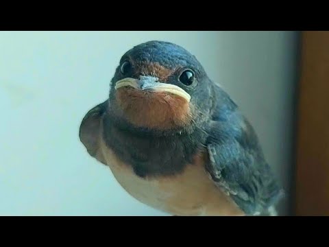 Видео: Ласточка по имени Зазочка