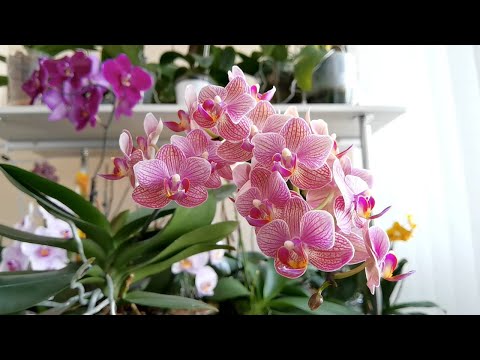 Видео: Подготовка орхидей к ЗИМЕ. Что изменилось за ЛЕТО.