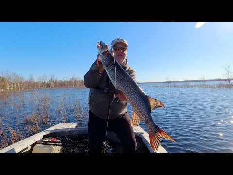 Видео: Половодье. Ловля щуки Слагами Narval Maxlug на офсетных крючках
