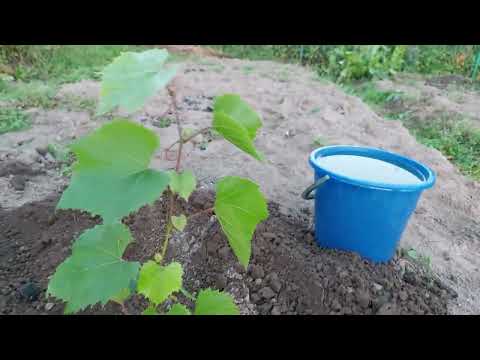 Видео: Как высадить виноград осенью.