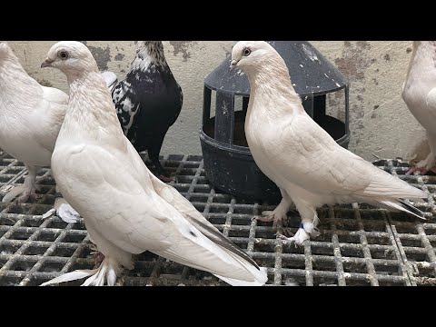 Видео: Таджикские голуби 🕊️🇹🇯город Душанбе,уход за голубятником 🏠🪽