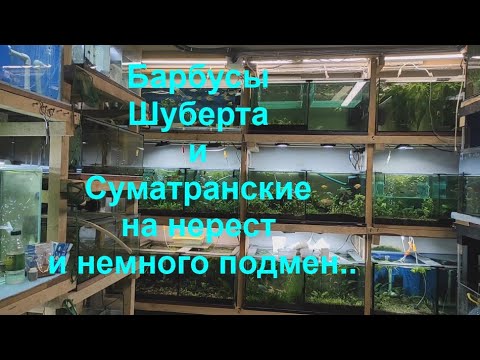 Видео: Барбусы Шуберта и Суматранские на нерест и немного подмен..