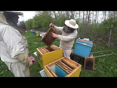 Видео: Вот какие у меня пчёлы! Погода плохая, но мы делаем отводки.