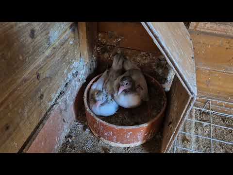 Видео: Голуби Германии г.Фульда