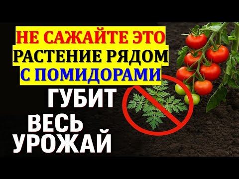 Видео: Никогда не сажайте это рядом с помидорами — урожай погибнет, а земля станет мёртвой. Приметы дача