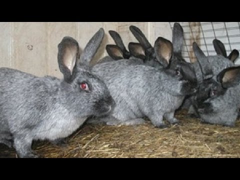 Видео: Самые выгодные породы кроликов в приусадебном хозяйстве