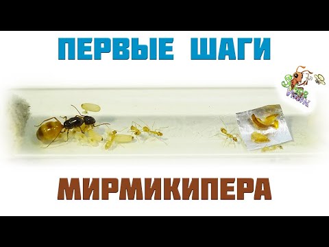 Видео: Как ухаживать за муравьями ● Camponotus turkestanus