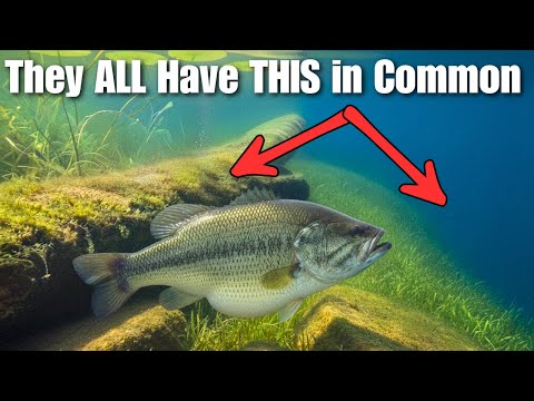 Видео: Где найти большого окуня в прудах