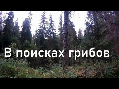 Видео: В поисках грибов в засушливый период сентября.