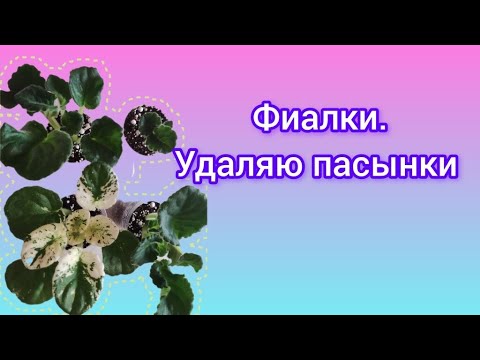 Видео: Продолжаю готовиться к сезону пересылок. Отделяю и сажаю пасынки и листовые черенки.
