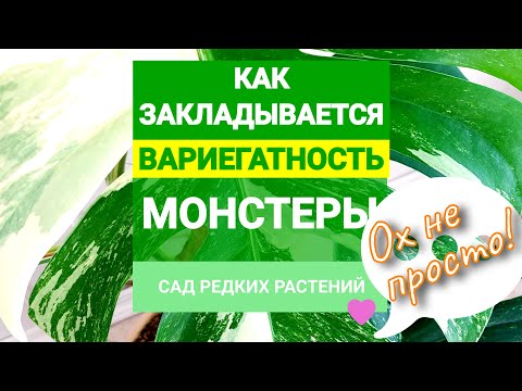 Видео: Вариегатность монстеры альба. Как правильно выбрать черенок