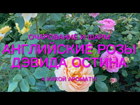 Видео: Розы. Английские Розы Дэвида Остина. Их очаровательное цветение в моем саду. Часть 1. 🌹🌹🌹