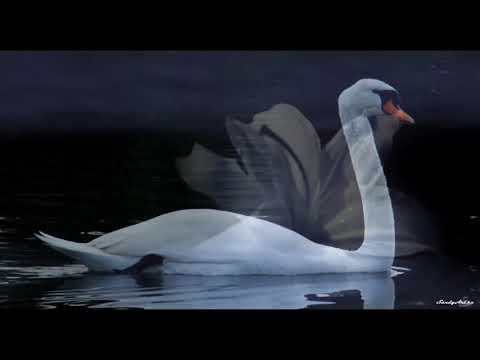 Видео: 365 стихотворений. Любовь у лебедя одна. Музыка Марины Мигуля, исполняет Игорь Наджиев