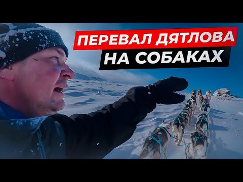 Видео: Восхождение на Перевал Дятлова на собаках. Как это было.