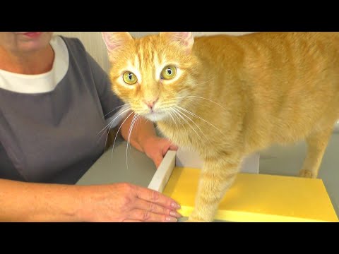 Видео: Орхидеи и ЗИМНИЕ ХОЛОДНЫЕ ПОДОКОННИКИ.  "ТЁПЛАЯ" Кора😊 и "ХОЛОДНЫЙ" Керамзит😊 для КОРНЕЙ.