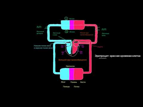Видео: Два круга кровообращения