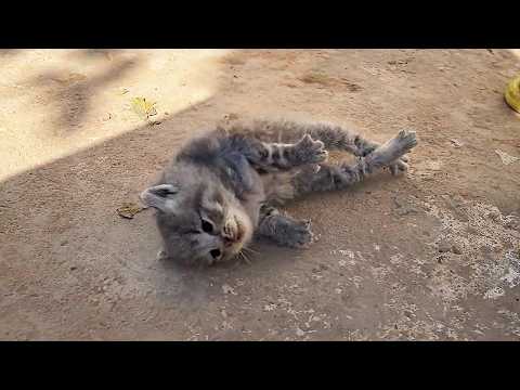 Видео: Умирающий котёнок лежал неподвижно, пока прохожий не сделал ему реанимацию, и он ожил.