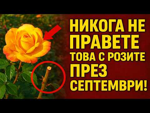 Видео: НИКОГА не правете това с розите през септември! Есенна резитба, която със сигурност ще съсипе розов