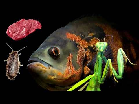 Видео: КОРМЛЕНИЕ ХИЩНОГО АСТРОНОТУСА МЯСОМ И ЖИВЫМИ НАСЕКОМЫМИ