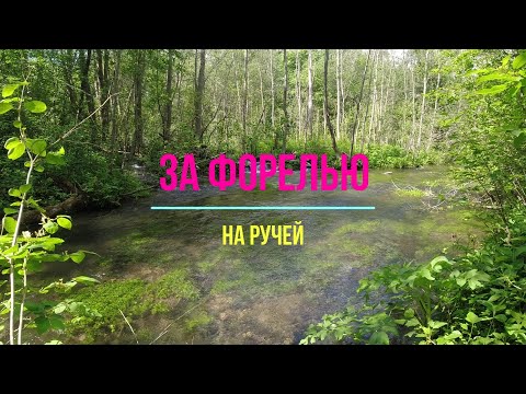 Видео: #344 | За дикой форелью | Нахлыст \ Спиннинг |