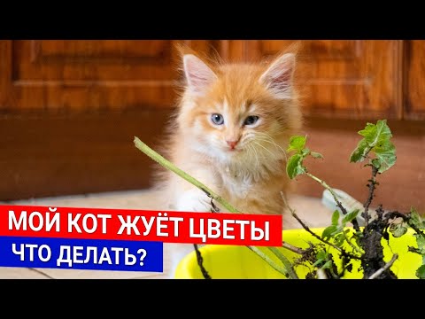 Видео: Мой кот жуёт цветы - что делать?