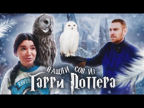 Видео: Совятня из Гарри Поттера в Москве