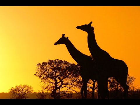 Видео: *|| ЗВУКИ ЖИВОТНЫХ ДИКОЙ АФРИКИ ||*