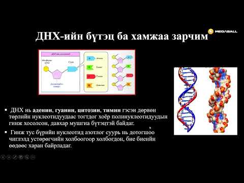 Видео: Биологи №31 Уургийн бүтцийн генетик хяналт ба үйл ажиллагаа - I