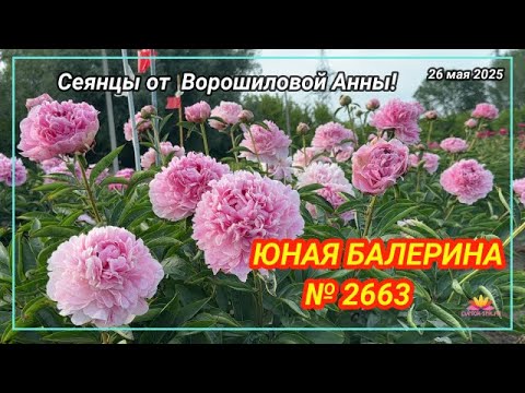 Видео: Пион Юная балерина / Сад Ворошиловой