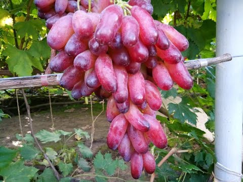 Видео: МАНИКЮР ФИНГЕР! ТЕЛ.+79054033245, WhatsApp и Viber +79528500417.