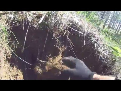 Видео: Покопали на советских позициях,  Синявино