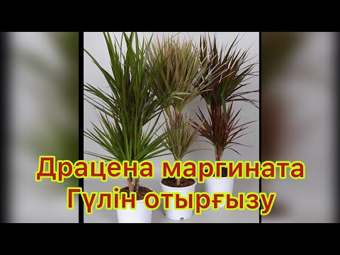 Видео: Драцена гүлін отырғызу,күтімі#драцена гүлінің ерекшелігі#декоративный