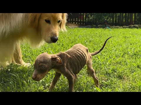 Видео: Спасённый щенок не перестаёт обнимать золотистого ретривера, который её спас