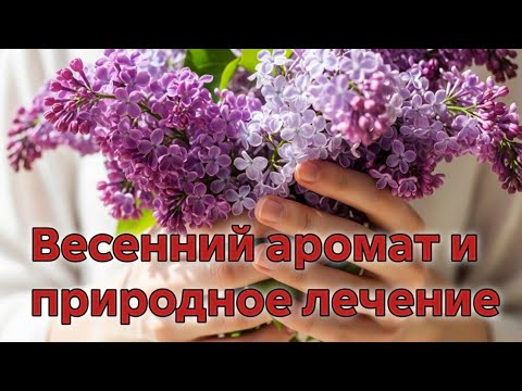 Видео: Лучшее средство для суставов: собираем сирень и готовим настойку | АСМР деревня