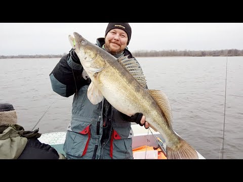 Видео: ТРОФЕЙНЫЙ СУДАК сезона на поролон. Рыбалка на спиннинг