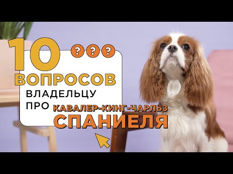 Видео: 10 вопросов о Кавалер-Кинг-Чарльз-Спаниеле / Характер и поведение кавалеров