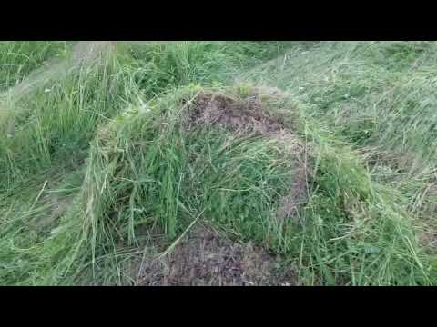 Видео: Сенакос на тракторе т40 🚜 и пресование на прессподборщике класс маркант 40😱😱